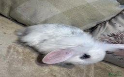 Lionhead rabbits for sale: 4 baby bunnies looking for their forever homes  - Image 4