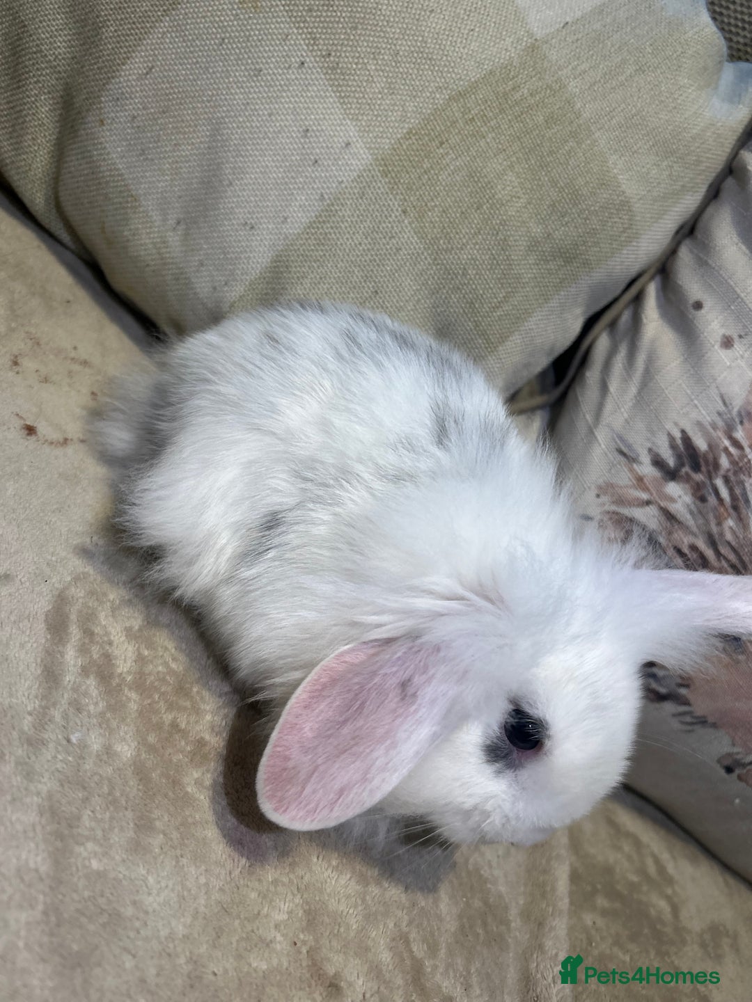 Lionhead rabbits for sale: 4 baby bunnies looking for their forever homes  - Image 4