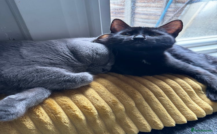 Mixed Breed cats - Advert 7