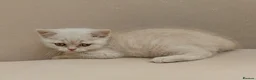 British Shorthair cats for sale: Gorgeous British short-hair kittens  - Advert 7