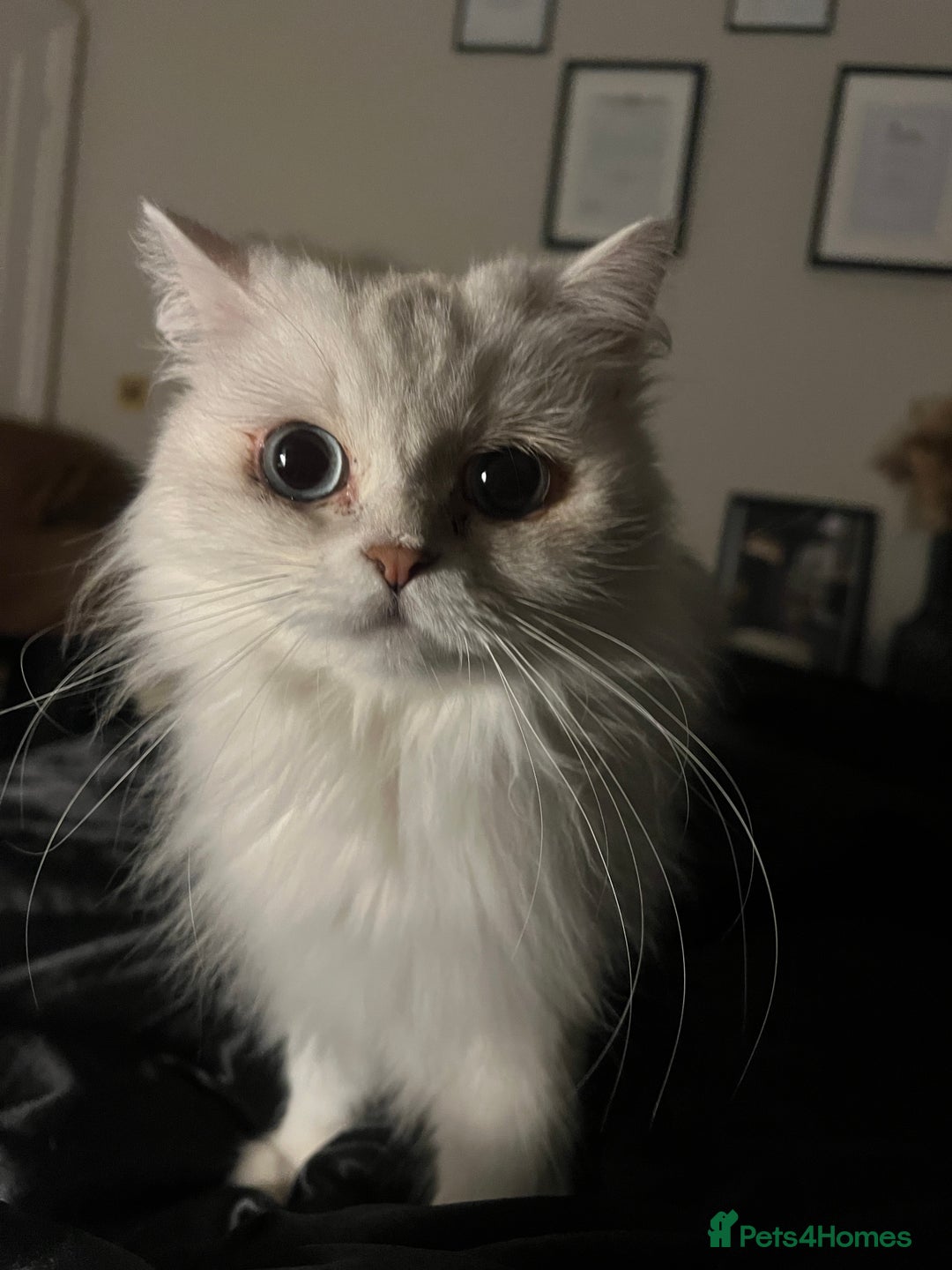 British Longhair cats for sale: Pet for rehome - Image 6