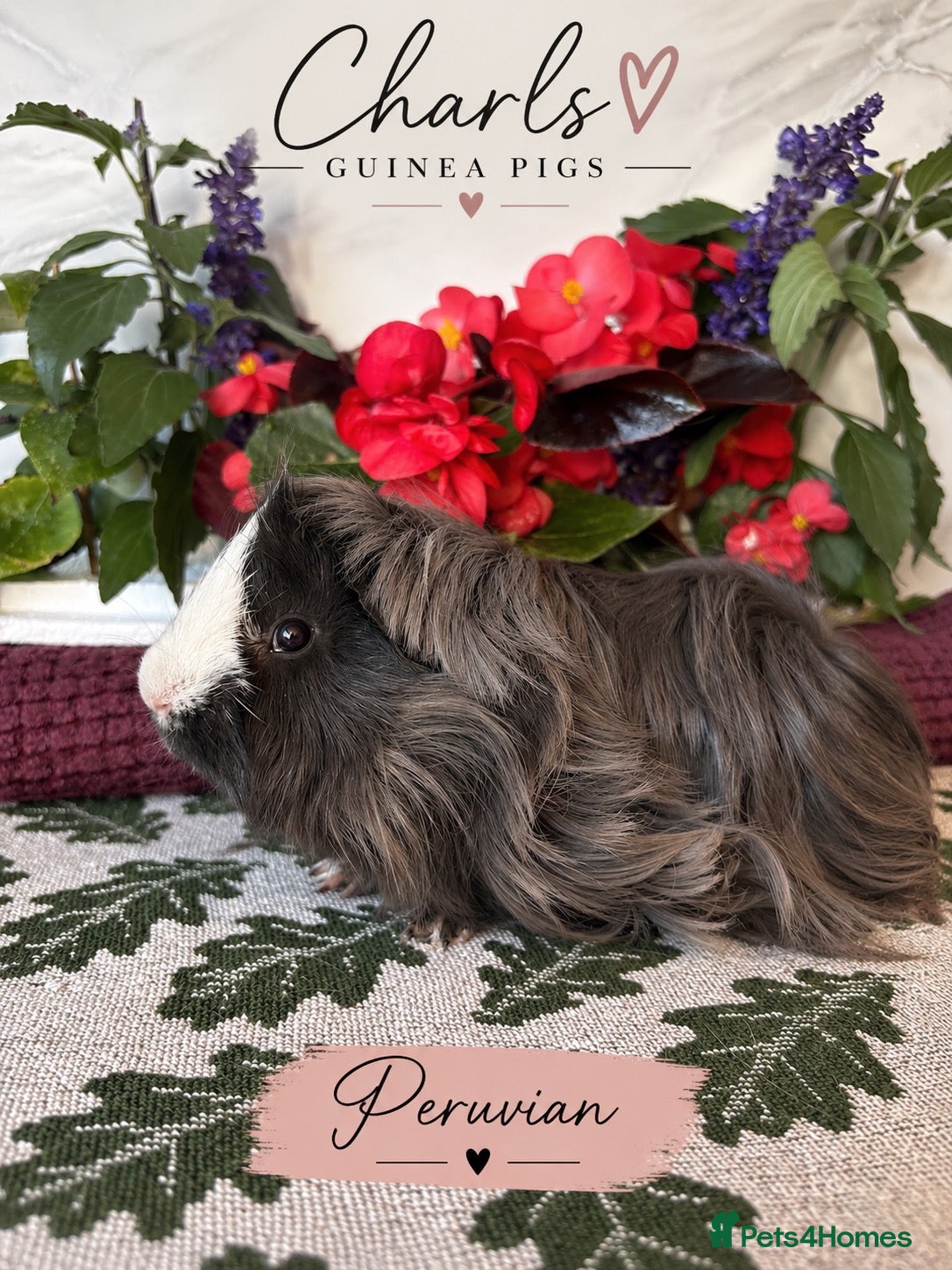 Guinea Pig rodents LOTS of Friendly baby Boys 🩵 - Advert 1