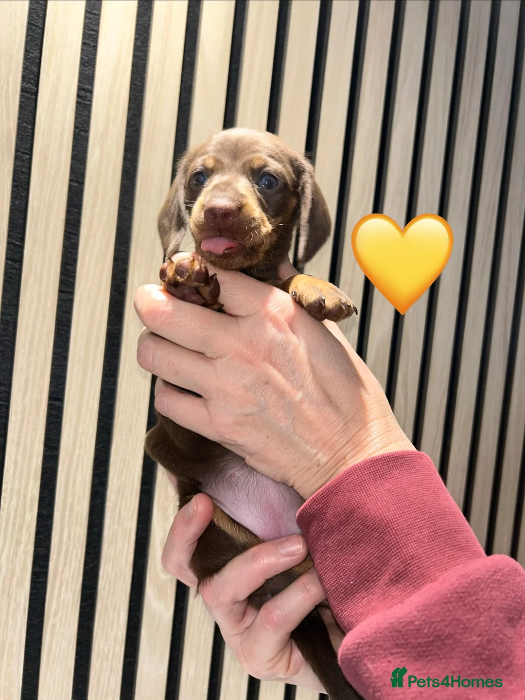 Miniature Dachshund dogs for sale: 4 beautiful miniature dachshund puppies - Advert 25