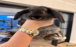 French Lop rabbits for sale: Giant French Lop Buck Kid - Image 2