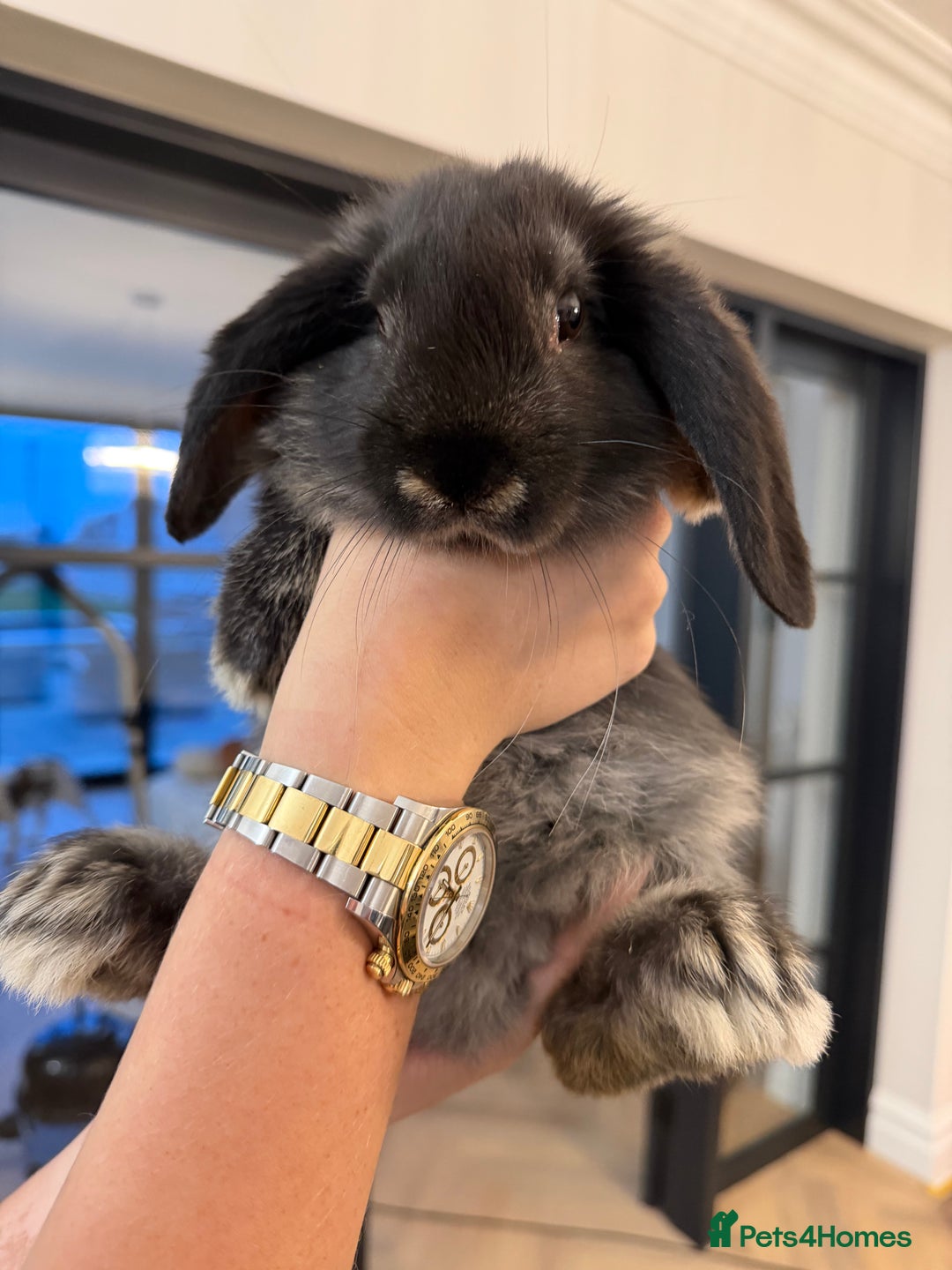 French Lop rabbits for sale: Giant French Lop Buck Kid - Image 2