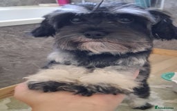 Mixed Breed dogs for sale:  Maltipoo Puppies – 4 Boys Ready to Reserve💙 - Image 3