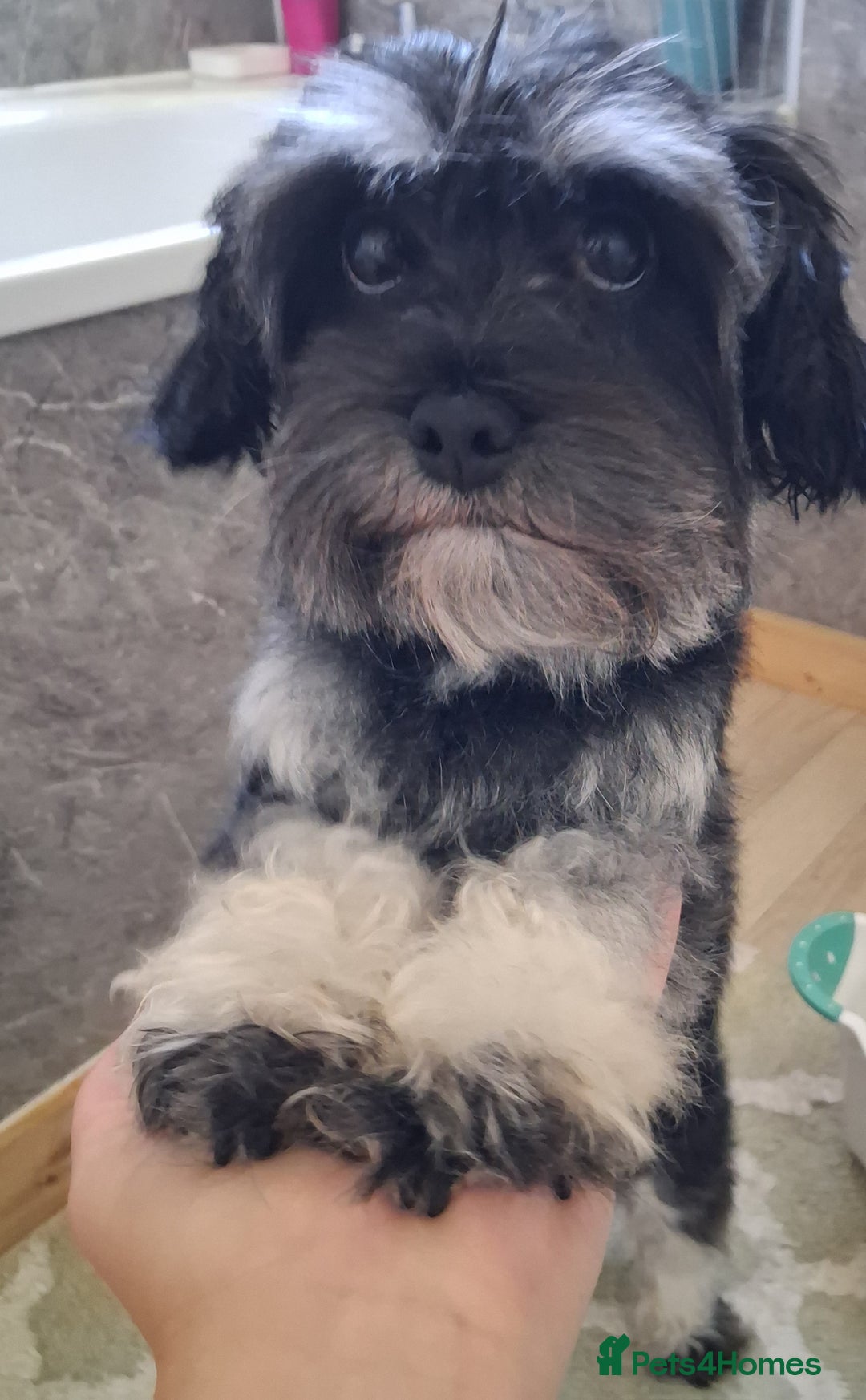Mixed Breed dogs for sale:  Maltipoo Puppies – 4 Boys Ready to Reserve💙 - Image 3