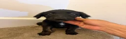 Mixed Breed dogs for sale: Puppies German Shepherd x Saluko x Dutch Harder - Advert 11