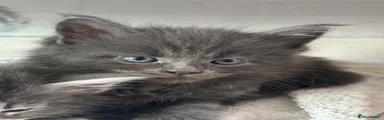 Maine Coon 1 Bear 
