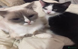 Ragdoll cats for sale:  Black & White Male Kitten ragdoll x Tabby Mix - Advert 7