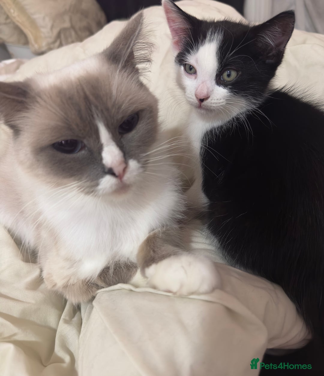 Ragdoll cats for sale:  Black & White Male Kitten ragdoll x Tabby Mix - Advert 7