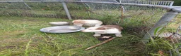 Border Collie dogs for sale: Border collie pups for sale in Bishop Auckland - Advert 7
