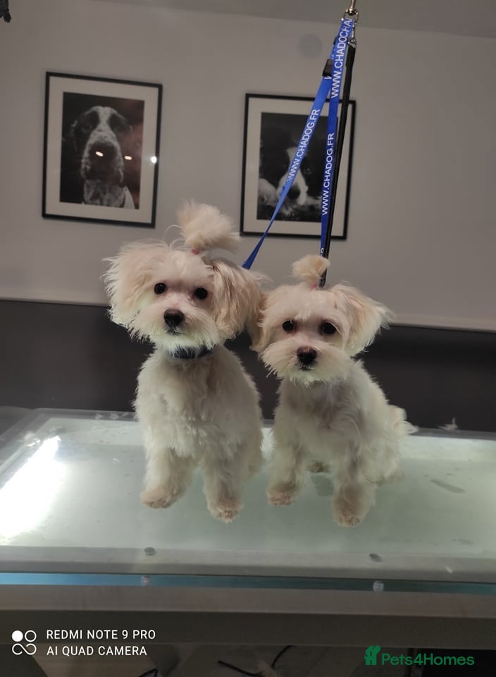 Maltese dogs 🐶 Adorable Maltese Puppies for Sale 🐶 - Advert 1