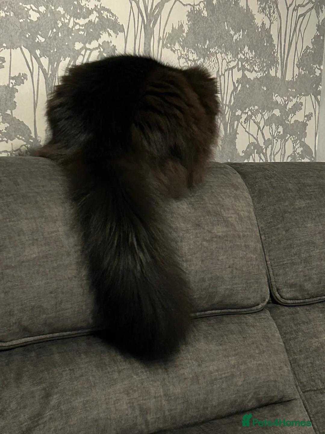 Maine Coon cats for sale: Beautiful female Maine coon  - Advert 5