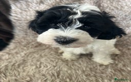 Havanese dogs for sale: 🐾 8 Havanese Puppies for Their Forever Homes 🐾 - Image 12