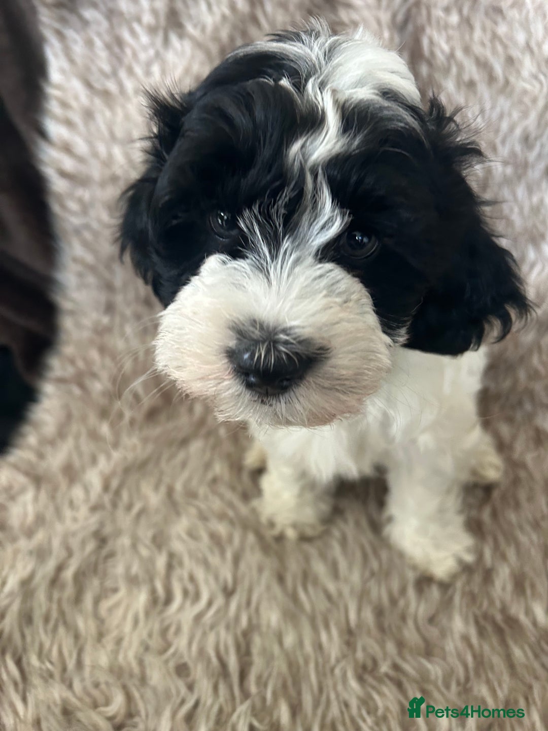 Havanese dogs for sale: 🐾 8 Havanese Puppies for Their Forever Homes 🐾 - Image 12