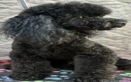 Miniature Poodle dogs for adoption: Bunny’s Story: From Cruelty to Cuddles - Image 3