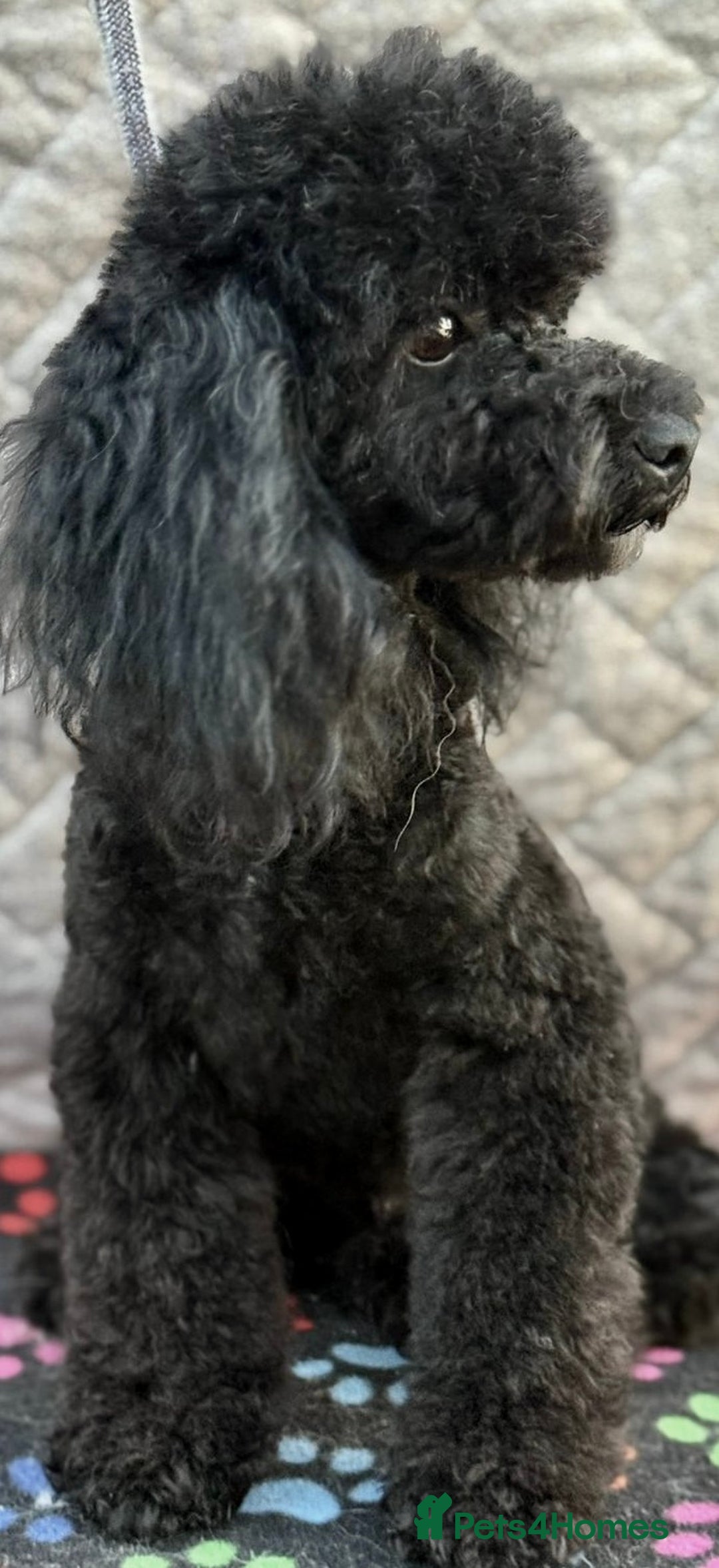 Miniature Poodle dogs for adoption: Bunny’s Story: From Cruelty to Cuddles - Image 3