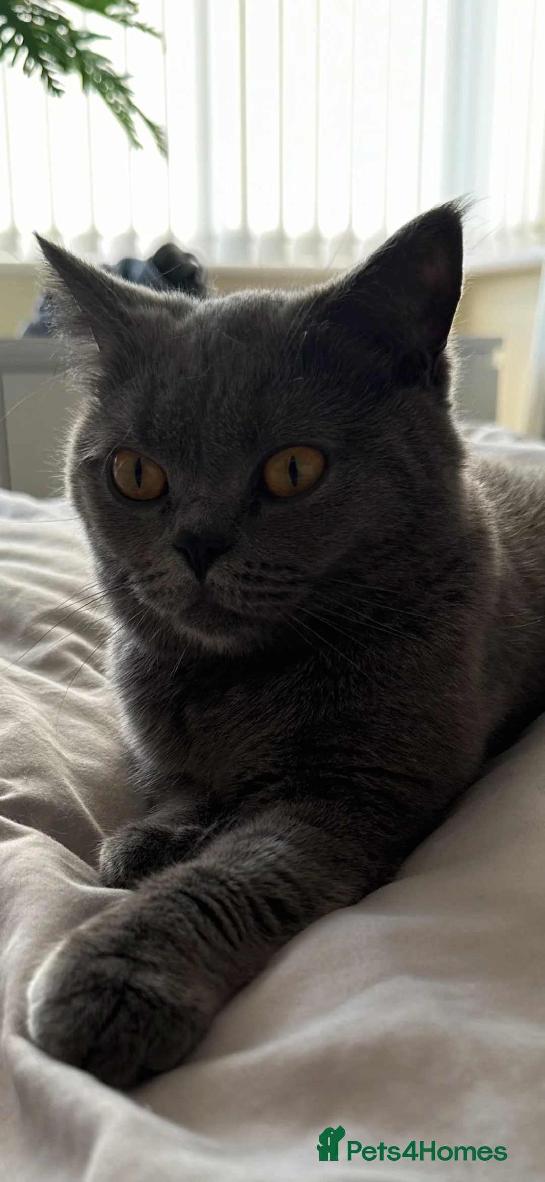 Brazilian Shorthair cats for sale: Blue British short hair cat  - Advert 2