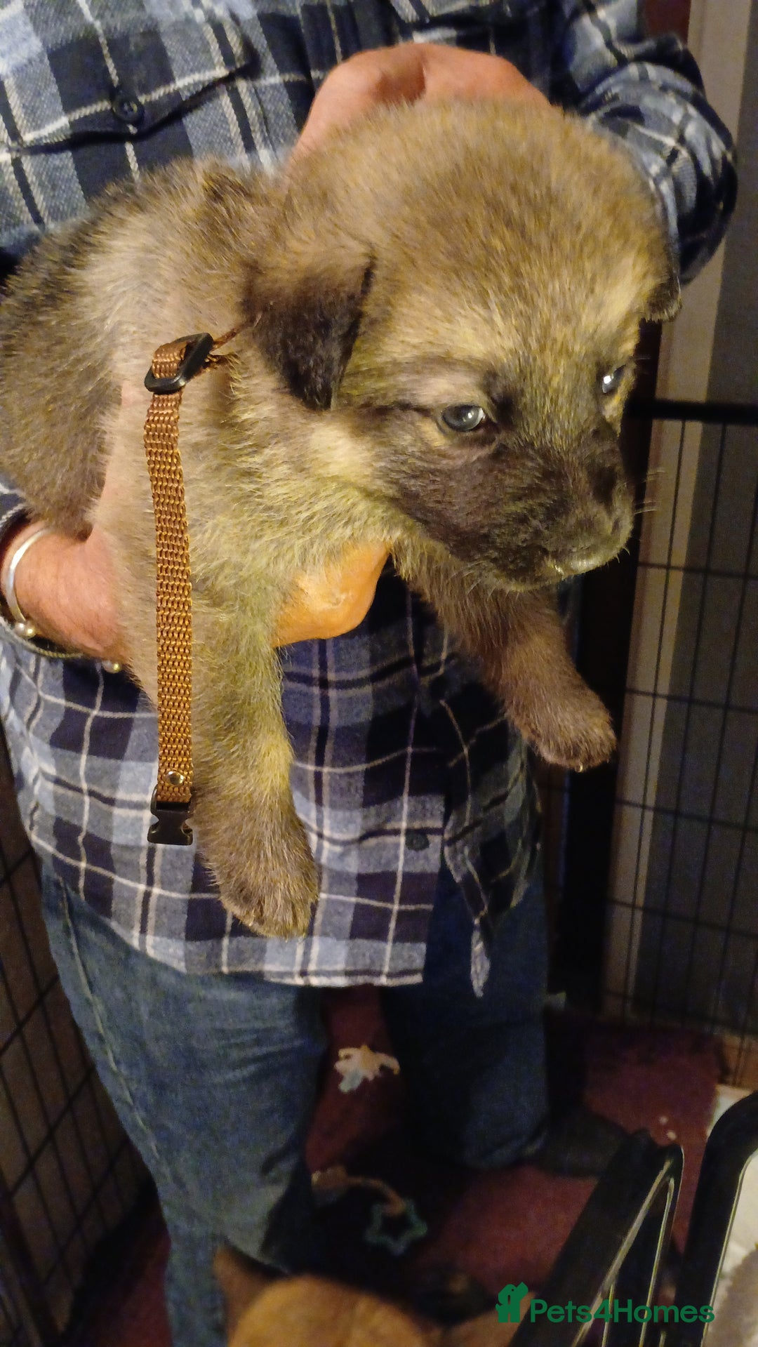 German Shepherd dogs for sale: 3 male german shepherd's puppies  - Image 5