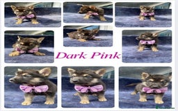 German Shepherd dogs for sale: REDUCED!! LAST short hair german shepherd female - Image 7
