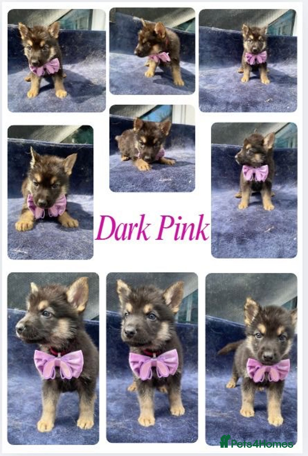 German Shepherd dogs for sale: REDUCED!! LAST short hair german shepherd female - Image 7