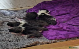 Mixed Breed cats for sale: Kittens 3 boys - Image 3