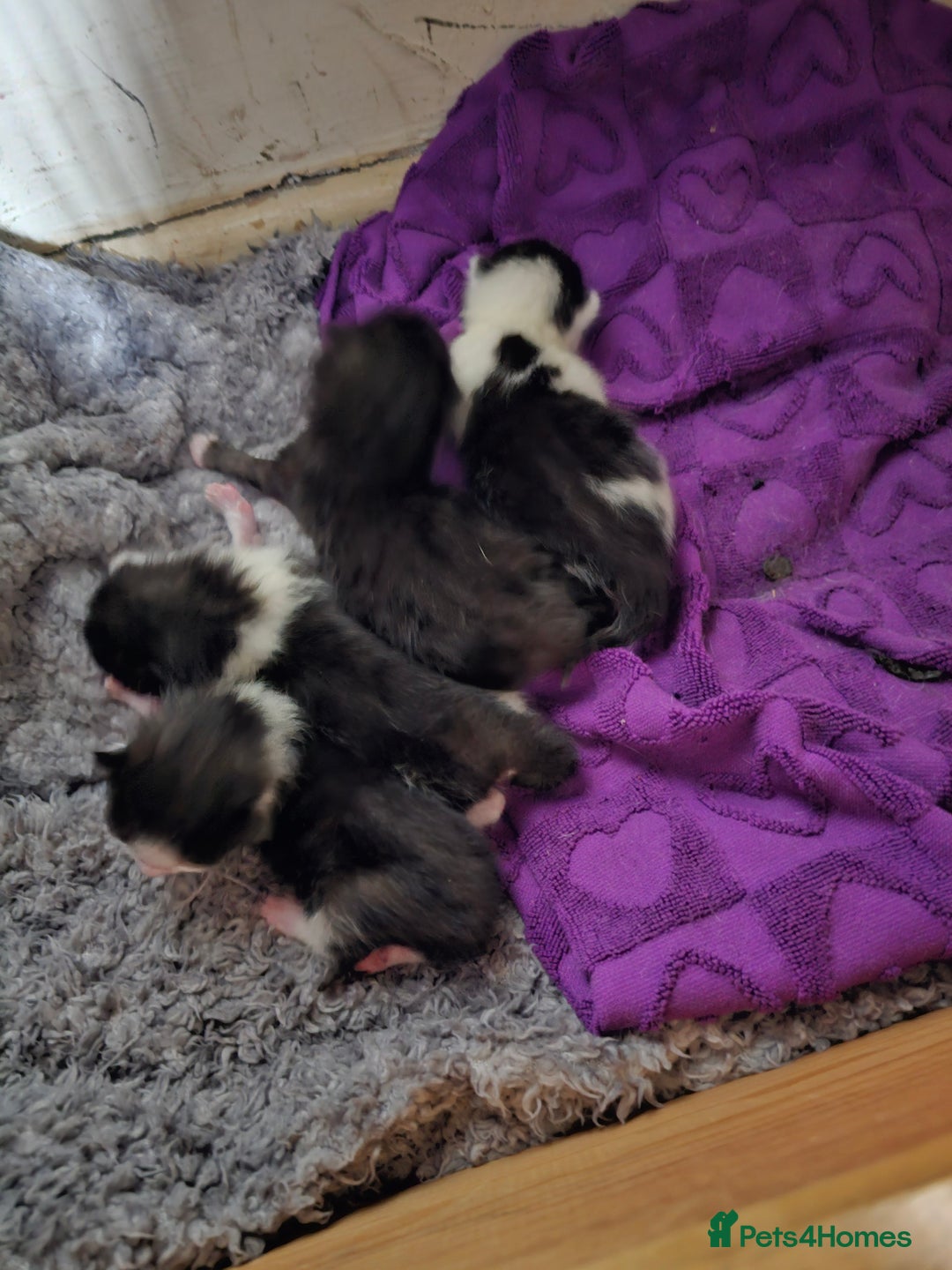 Mixed Breed cats for sale: Kittens 3 boys - Image 3