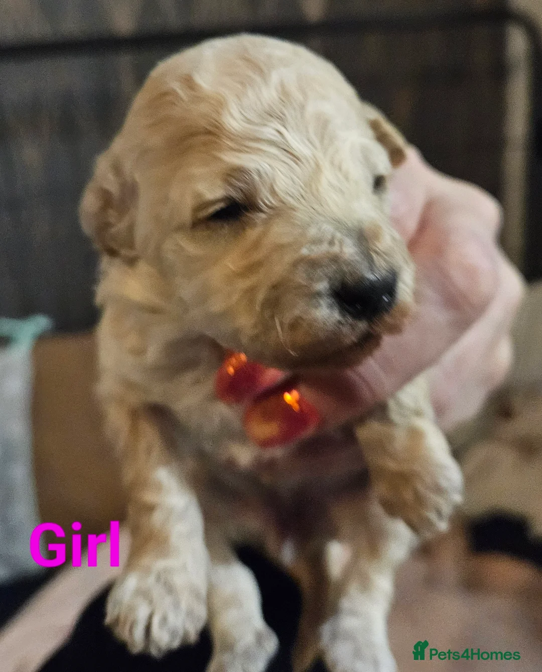 Schnoodle dogs for sale: Beautiful Schnoodle Puppies 🐶  - Advert 14