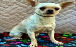 Chihuahua dogs for adoption: Spike’s Story: Small Body, Big Heart - Image 1