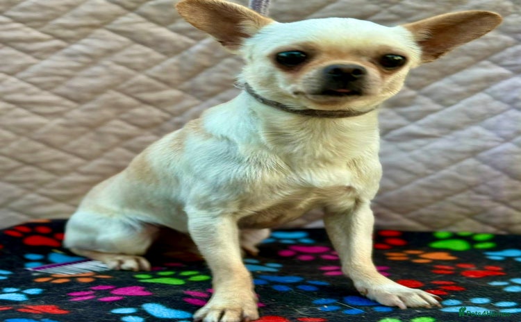 Chihuahua dogs - Advert 12
