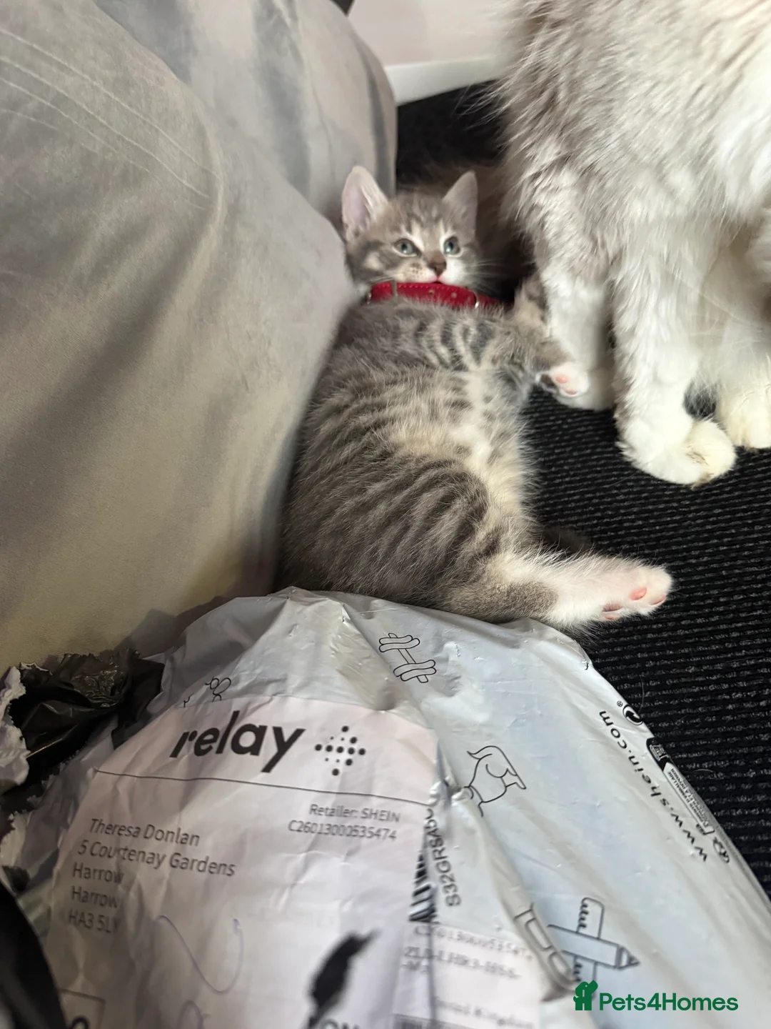 British Shorthair cats for sale: UNIQUE BRITISH SHORT HAIRS  - Advert 15