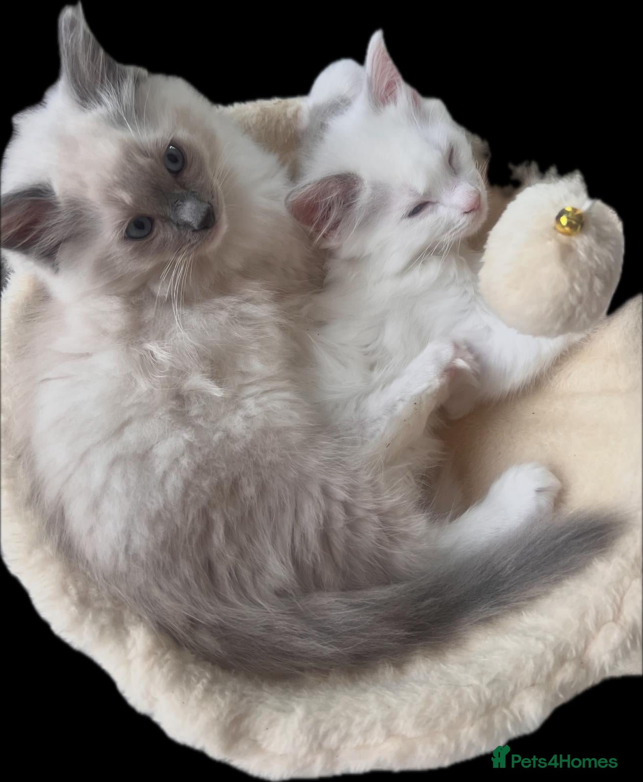 Ragdoll cats Gorgeous Ragdoll kittens for sale - Advert 1