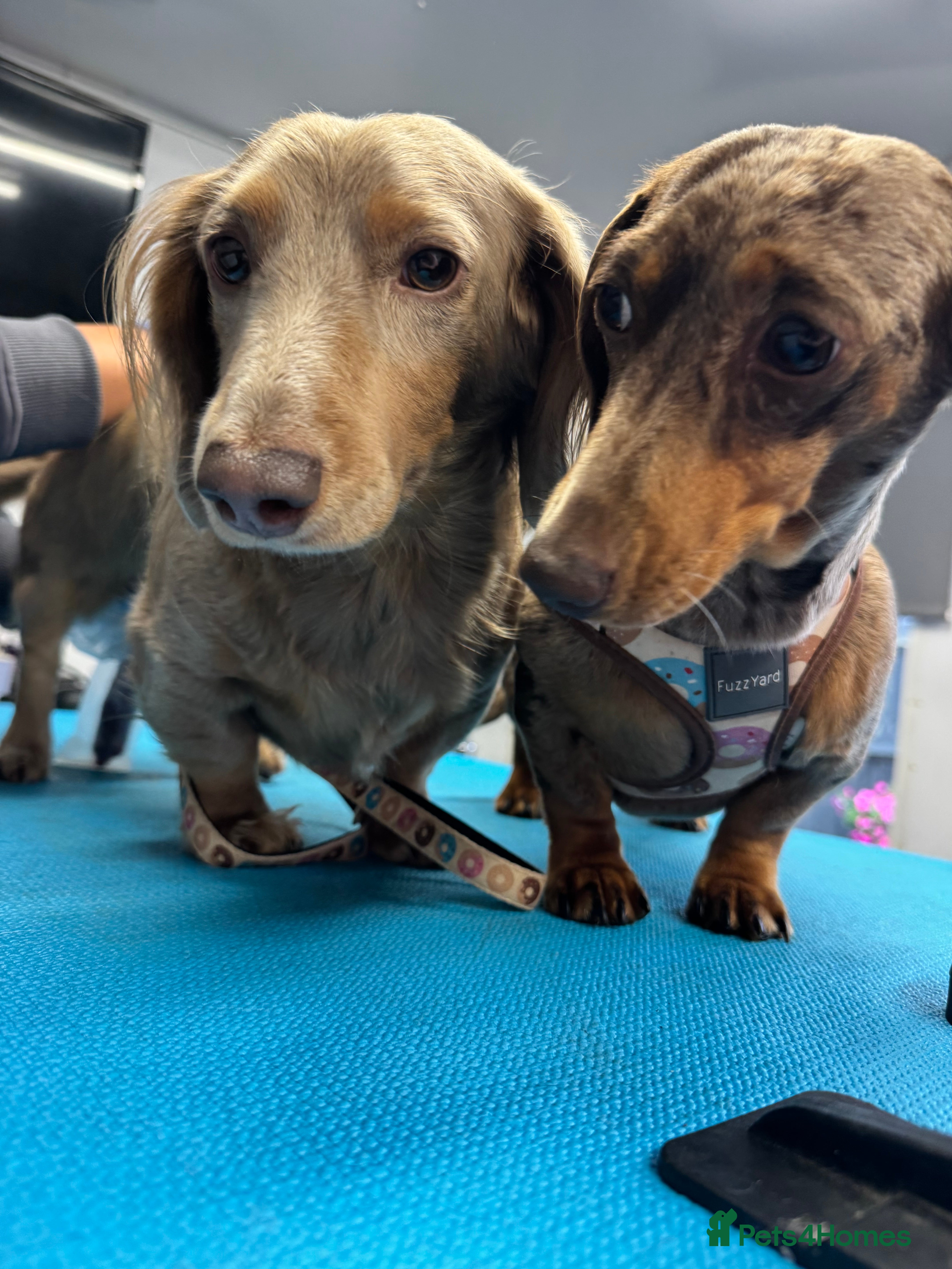 Miniature Dachshund dogs 2 girls left miniature sausages  - Advert 1