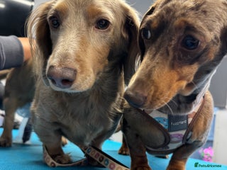 Miniature Dachshund dogs 2 girls left miniature sausages - Advert 8