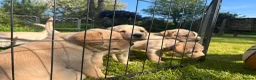 Labrador Retriever dogs for sale: Fox Red/Yellow working line Labrador puppies - Advert 4