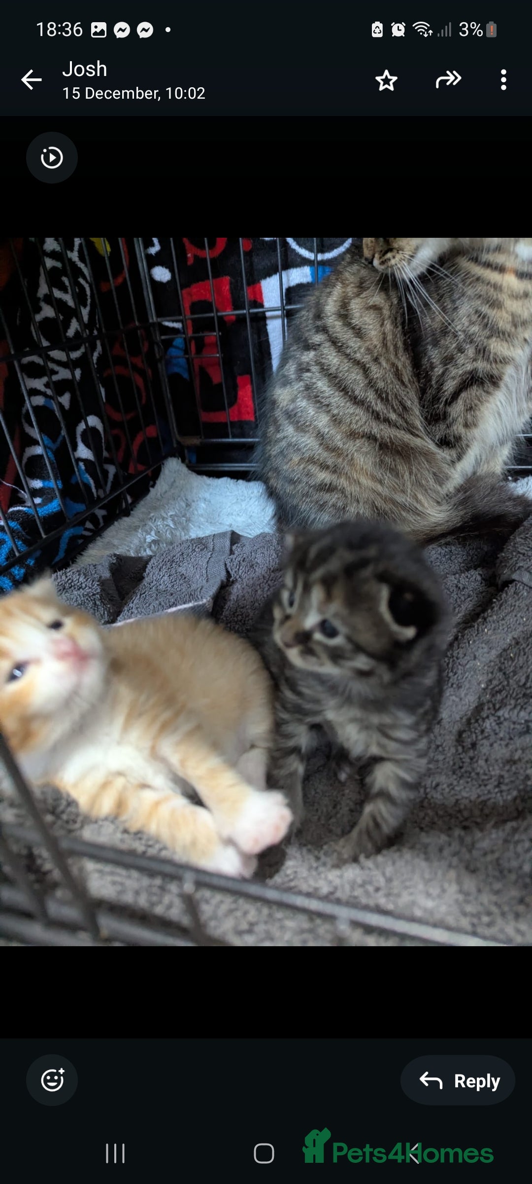 Mixed Breed cats for sale: Ginger kitten - Advert 3