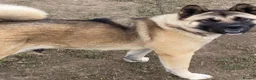 Akita dogs for sale: Big bear faced American Akitas - Advert 9