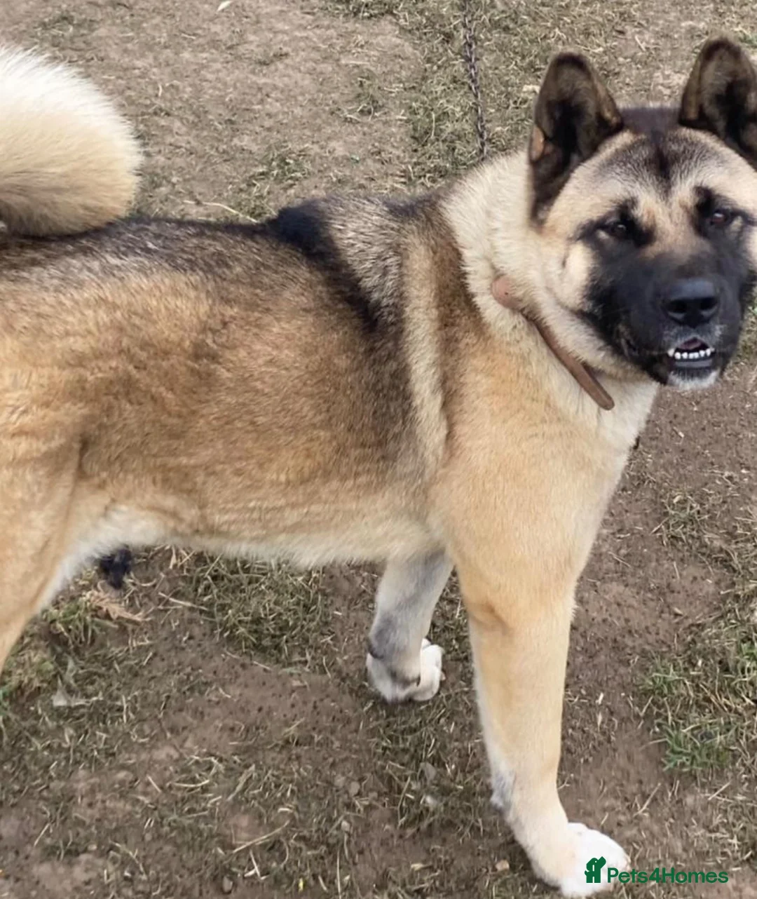 Akita dogs for sale: Big bear faced American Akitas - Advert 9