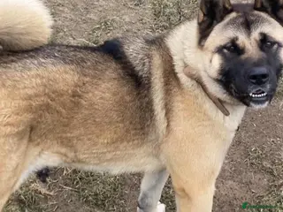 Akita dogs Big bear faced American Akitas - Advert 1