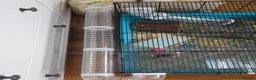 Hamster rodents for sale: Russian Dwarf Hamster With Cage in Wembley - Advert 10