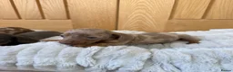 Miniature Dachshund dogs for sale: Miniature dachshund puppies  - Advert 6