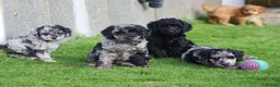 Cockapoo dogs for sale: Beautiful Cockapoo puppies for sale  - Advert 31