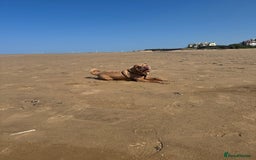 Shar Pei dogs for stud: Mr Bear 🐻 🦍 - Image 10