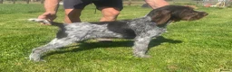 German Wirehaired Pointer dogs for sale: GWP STUNNING MALE PUPPY - Advert 7
