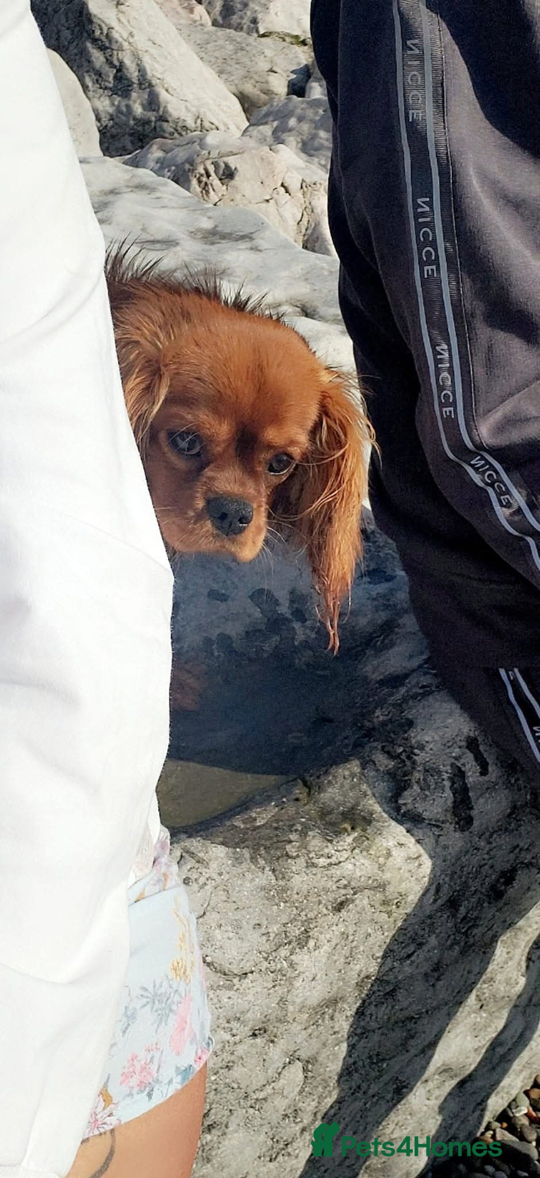 Cavalier King Charles Spaniel dogs for sale: Cavalier king charles puppys READY NOW pedigree KC - Advert 20