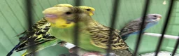 Budgerigars birds for sale: Budgies for Sale, all in good health  - Advert 15