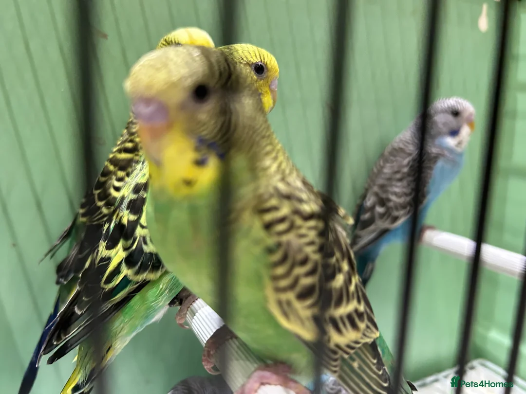 Budgerigars birds for sale: Budgies for Sale, all in good health  - Advert 15