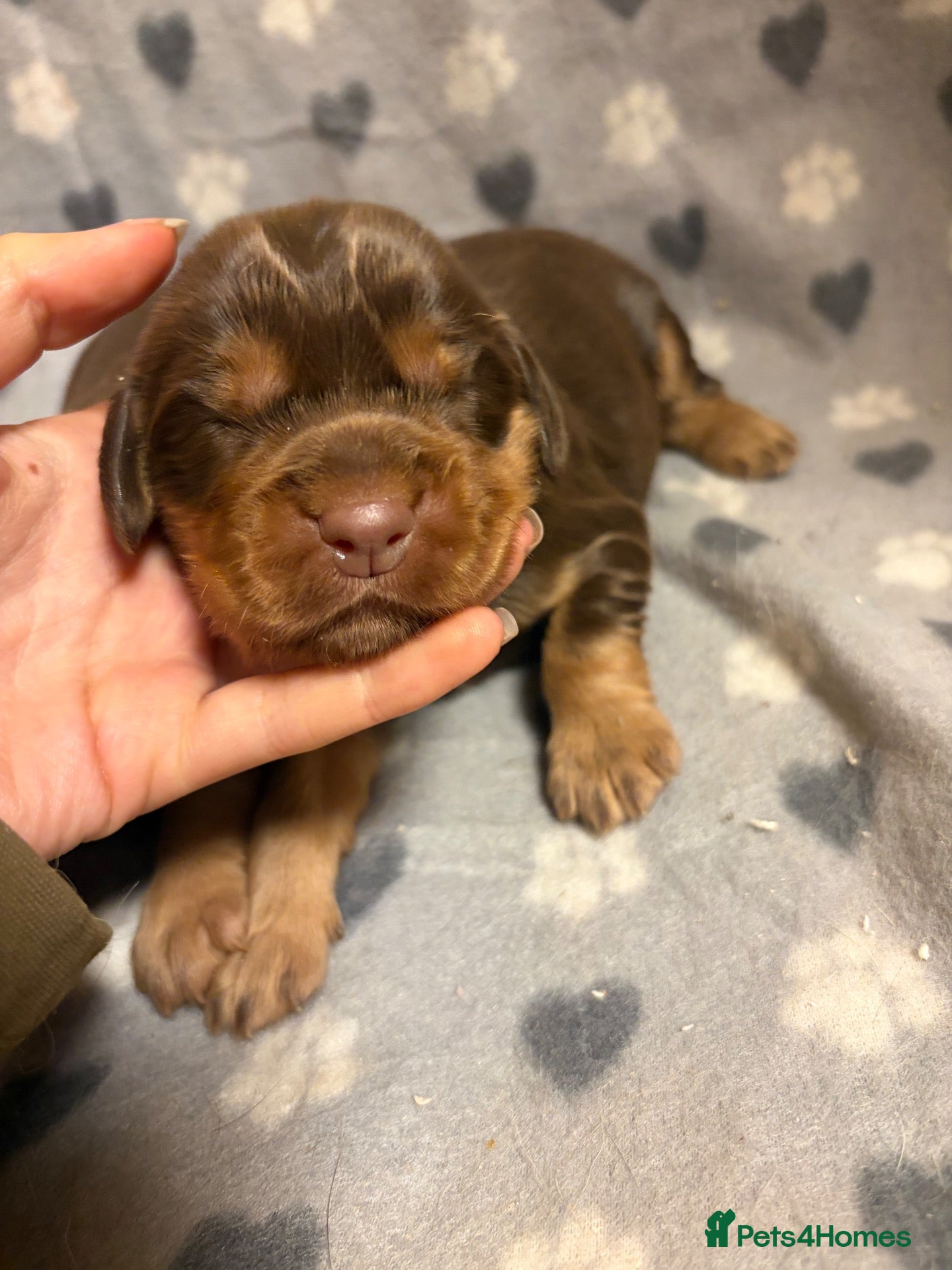 Mixed Breed dogs for sale: HAZEL’S PUPPIES ARE HERE  - Advert 9