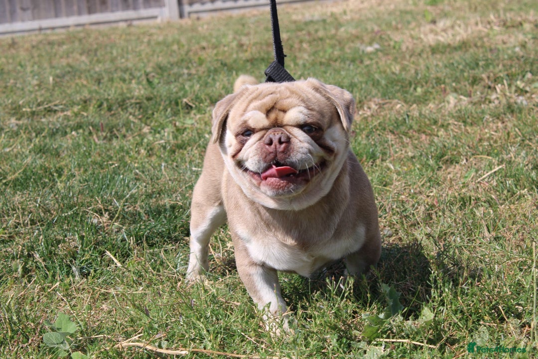 Pug dogs for sale: beautiful rare colour pug puppies - Advert 17